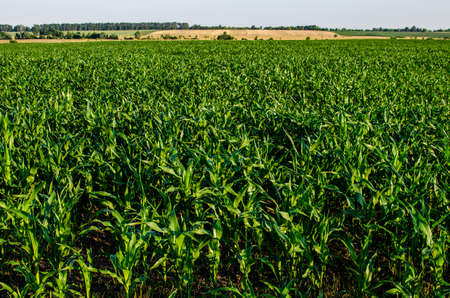 In the foreground is a field of corn and in the background are farmers fields where various agricultural crops are grownの写真素材