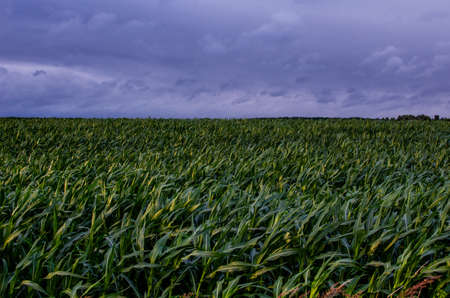 Advancing productivity of Canadian corn. Growing corn in the countryside