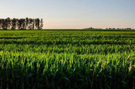 Corn field next to protective forest standsの写真素材