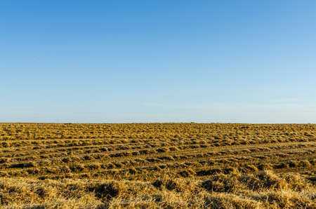 Stubble field with rows of straw. Straw field