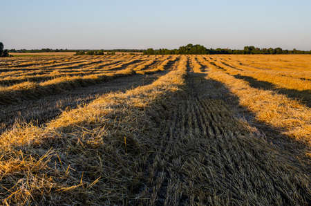 Stubble field with rows of straw. The harvester finished harvesting grain