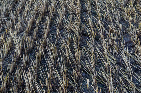 Dry wheat stubble on agricultural land after harvest