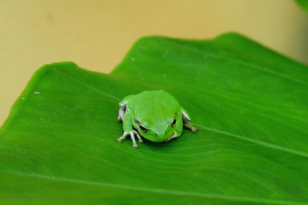 Green fog resting on a leafの写真素材