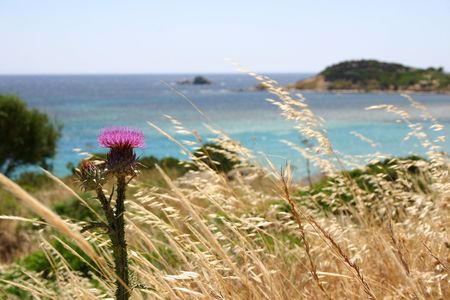 Mediterranean maquisの写真素材