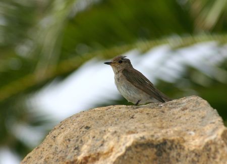 sparrowの写真素材