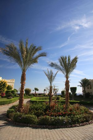 Flower garden in a Red Sea resort - Egyptの写真素材