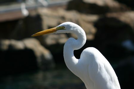 White heron and his long neckの写真素材