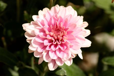 Single pink daisy flowering on may and septemberの写真素材