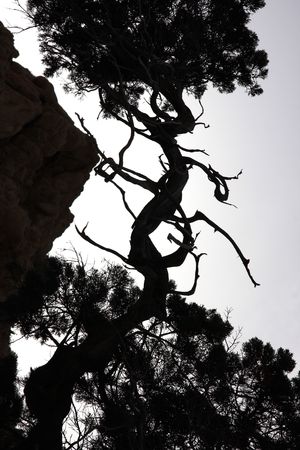 Shadow of mediterranean juniper tree contorted and branchedの写真素材