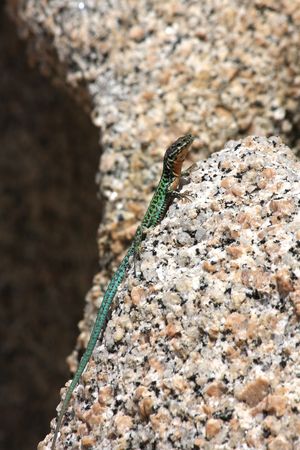 Lizard closeup on a granite rockの写真素材