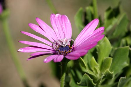 Little spider rests on purple daisy waiting for insectsの写真素材