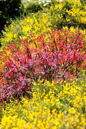 Mediterranean maquis flowering in spring with vivid colourの写真素材