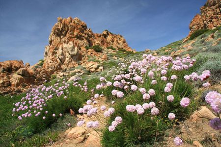 Pink daisies flowering in mediterranean mountainの写真素材