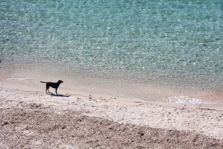 Dog on a beautiful beach overlooking the sea の写真素材