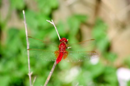 Red dragonfly resting on leaf of aloe vera plantの写真素材