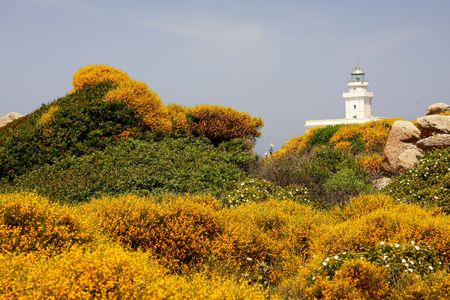 Lighthouse hidden among flowering Mediterranean maquisの写真素材