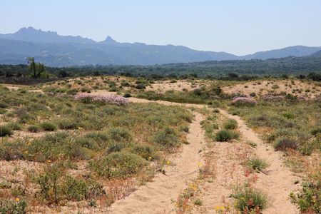 Dirt track through the wilderness landの写真素材
