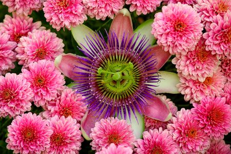 Colorful composition of passionflower with purple daisiesの写真素材