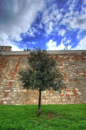 Tree and high medieval wall of stonesの写真素材