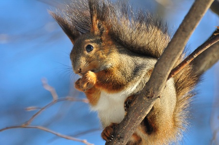 Red squirrel.の写真素材