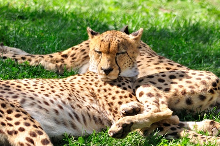 Cheetahs.の写真素材