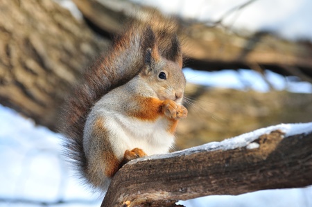 The squirrel sits on a tree.の写真素材