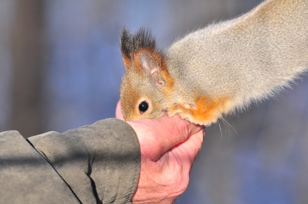 Squirrel.の写真素材