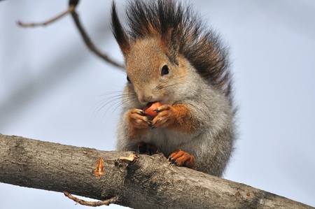 The red squirrel eats a nut.の写真素材
