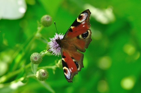 The butterfly sits on a flower.の写真素材