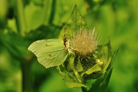 The butterfly sits on a flower.