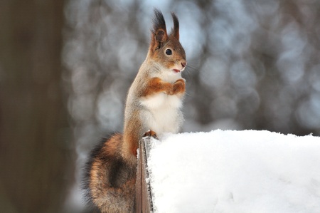 The squirrel sits on a tree.の写真素材
