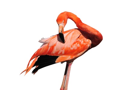 Flamingoの写真素材