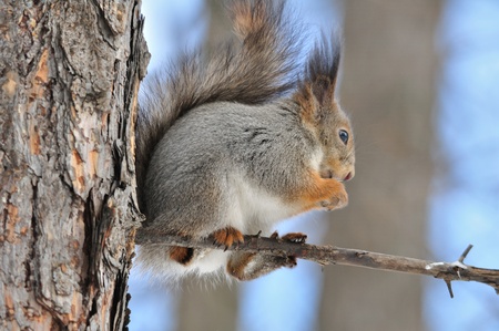 The squirrel sits on a tree.の写真素材