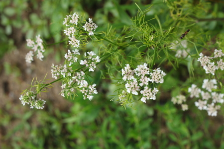 Flowering plant in a fieldの写真素材