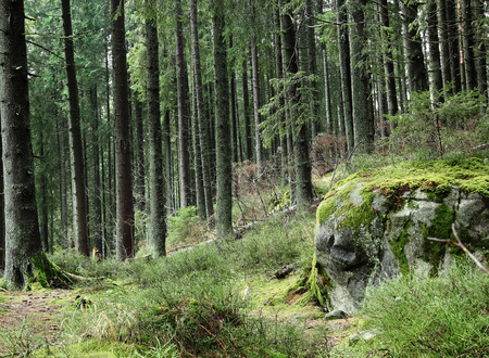 fairy wood with giant stone with mossの写真素材