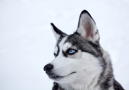 Siberian husky dog closeup portrait.Puppy.Emotion of dog.Looking serious.の写真素材