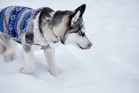 Siberian husky dog closeup portrait.Puppy.Emotion of dog.Licked up.Copy spaceの写真素材
