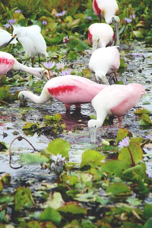 Roseate spoonbills feed this image elements furnished by nasa