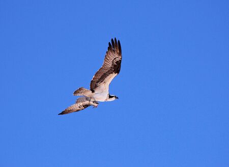 An osprey carries its food in its talons as it flies to its nest. this image elements furnished by