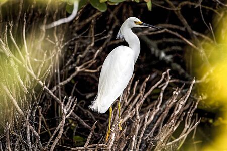 A great white egret is perched in some brush just north of the Shuttle Landing Facility at NASA's...