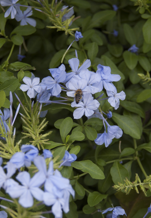 flowerの写真素材