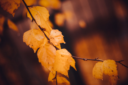 autumn wallpaperの写真素材