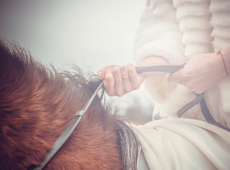 weddings horses backgroundの写真素材