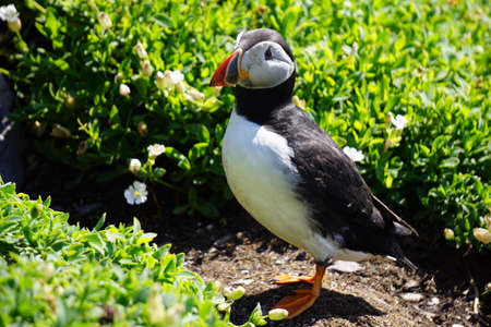 Atlantic Puffin
