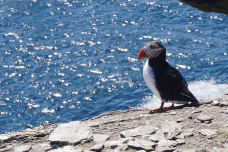 atlantic puffin