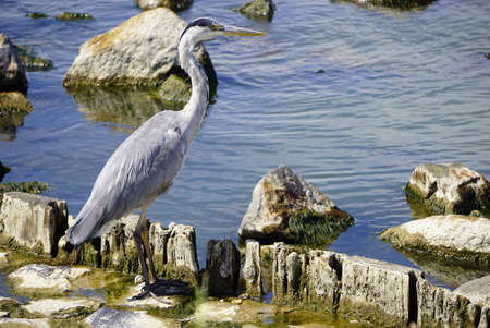 Heron is looking for food by the seasideの写真素材