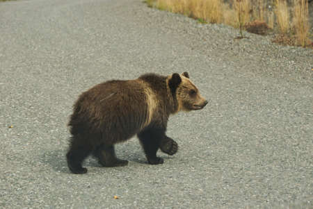 Small grizzly bear cup