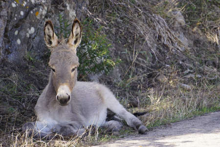 Donkey in Asinara island in Sardinia Italy