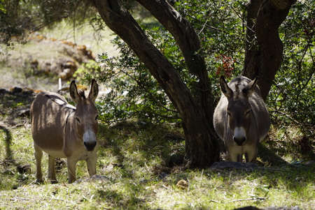 Donkey in Asinara island in Sardinia Italyの写真素材