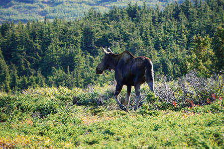Moose in wilderness in North America
